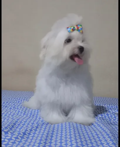 MALTÊS MACHO 