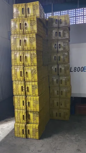 Caixa de hort frut ZAP *75