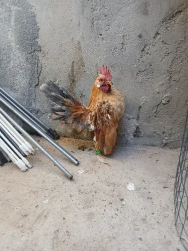 Vende se galo garnize serama