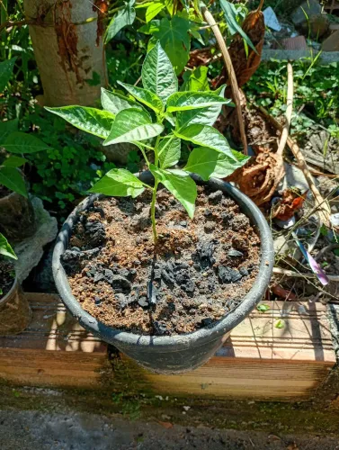 Pimenta vulcânica 