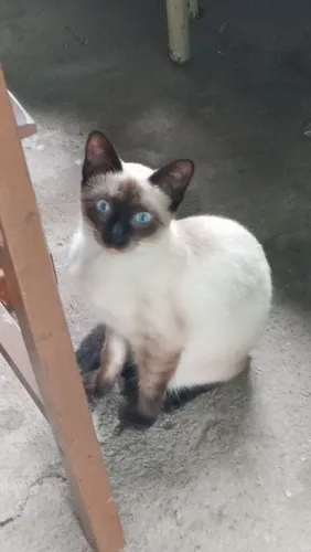 Gatinha para adoção