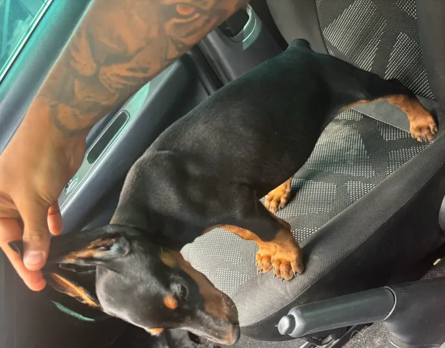Doberman fêmea disponível 1.900