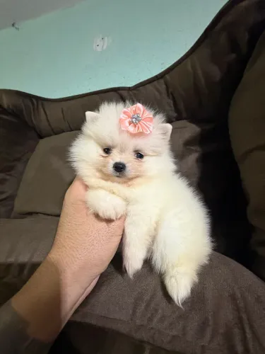 Luluzinhos branco perolado