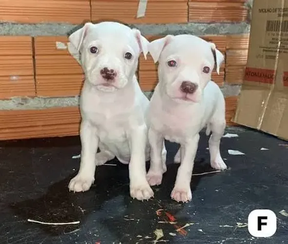 Doação de filhote de pitbull