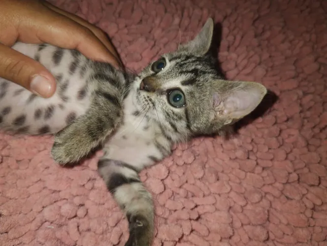 Gatinha muito linda