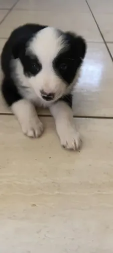 Fêmea border collie
