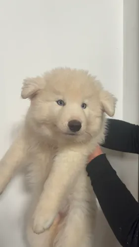 Husky