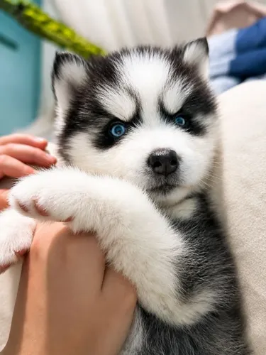 Femea filhote Husky siberiano