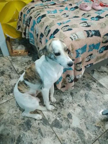 Cachorra 10 meses doação