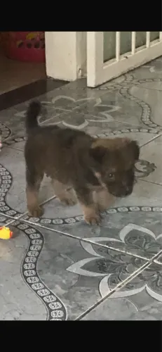 Cachorro