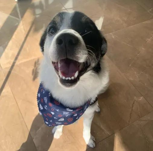 Doação de uma cachorrinho