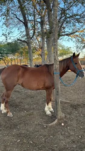 Égua 