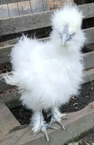 Frango sedoso do Japão 