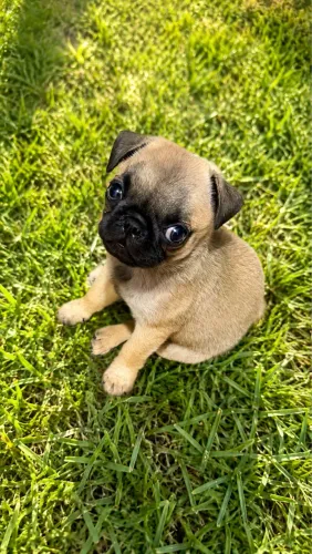 Pug - Fêmea
