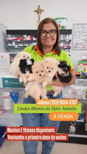 Presente pra o dia dos namorados spitz alemão so machos