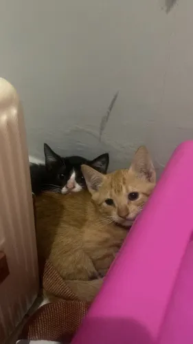 Doação de gatos. Aprox 30 dias de vida vermifugados. Vacina e castração garantidas