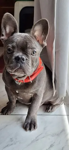 Cachorro