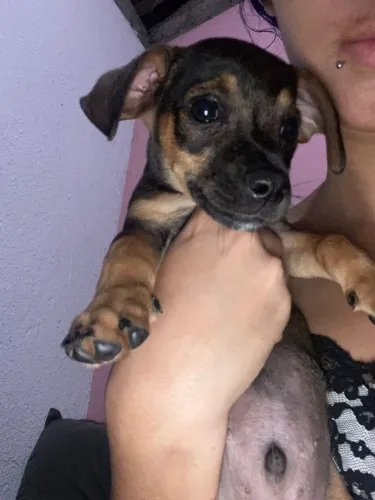 Vendo cachorro pinche  macho número  2