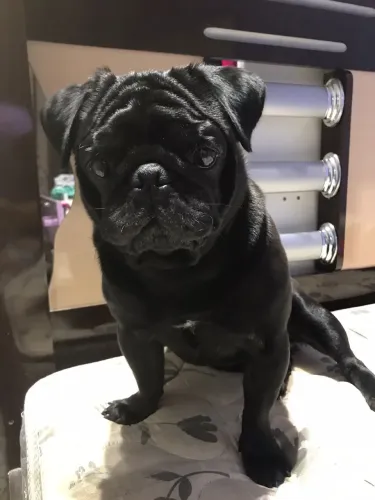 Pug macho disponível para cruza/cobertura