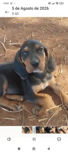 Fox hound americano