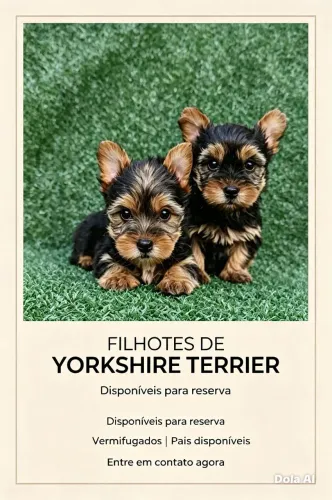 Yorkshire fêmea