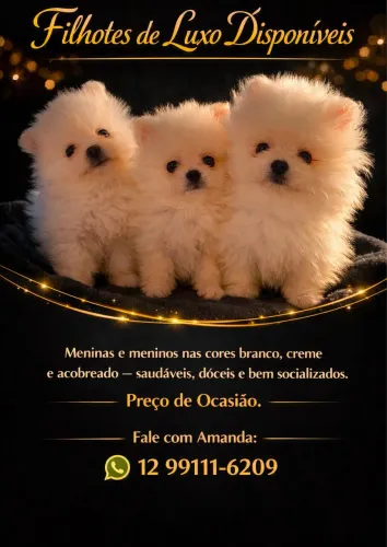 Lulu da Pomerania