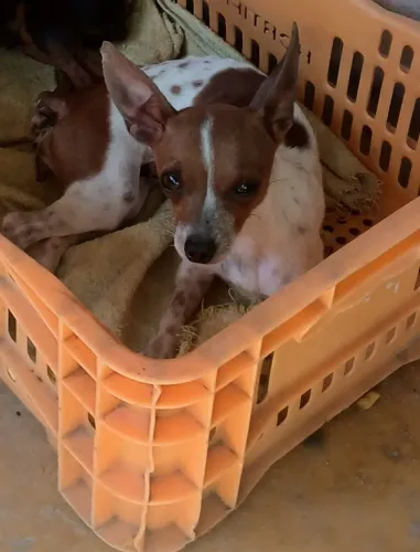 Vendo pinscher fêmea 