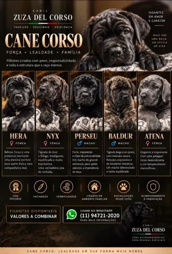 Filhote Cane Corso