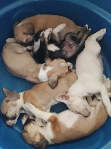 Filhotes de Cachorro pra doação!!!