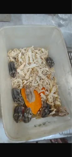Hamsters russos e sírio