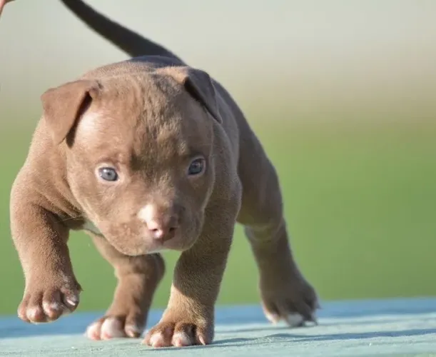 American Bully - Companhia Que Acolhe Sempre 
