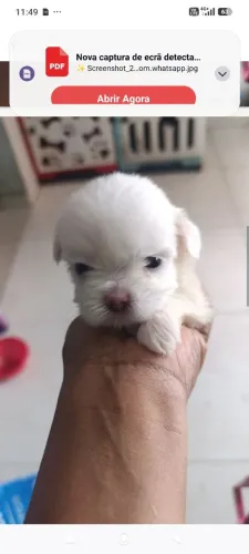 Cachorro 