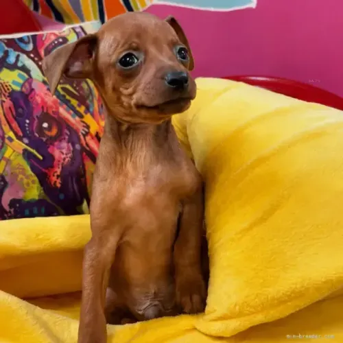 Filhote de cachorro atento e brincalhão Pinscher/Pincher/Pinsher/Pintier