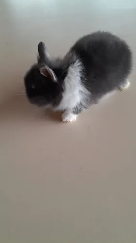 Mini coelho