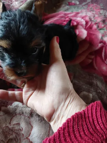 Fêmea Yorkshire Terrier