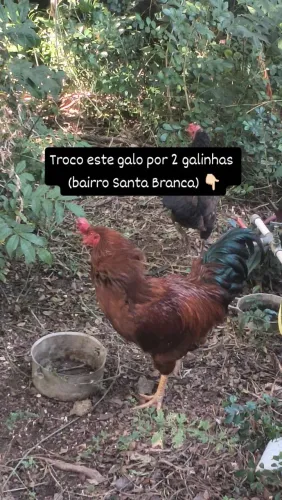 Galo Caipira