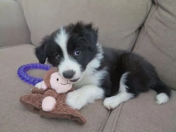 Filhotes de Border Collie | Momentos especiais.