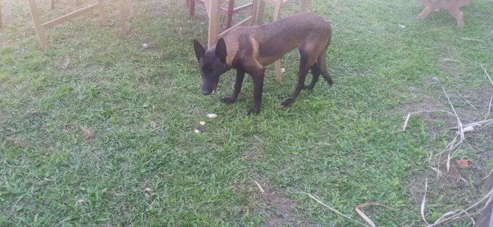 Vendo cadela , Pastor malinois c 6 meses coisa de cinema.Super docil