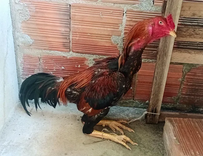 Galo indiano puro