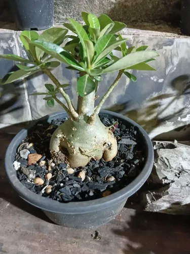 Rosa do deserto 