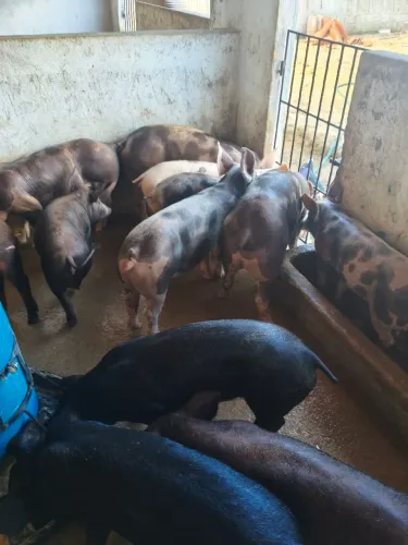 12 porcos média de 60 a 100kg