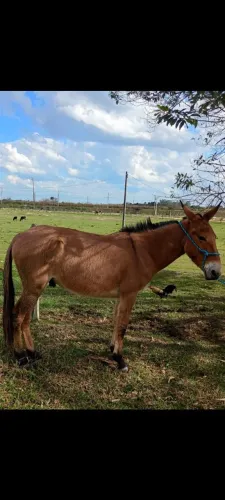 Vendo ou troco um burro