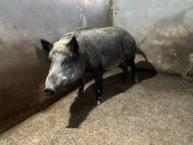 Porco javali Javaporco 