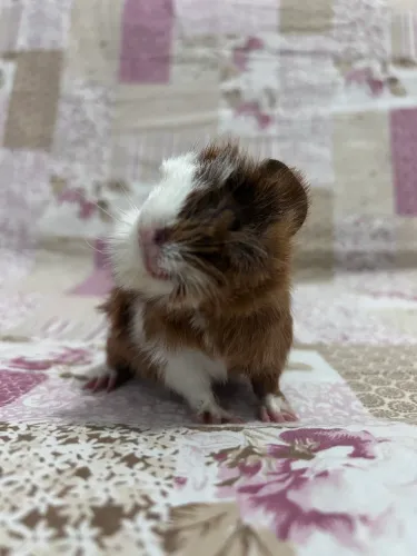 Porquinho da índia