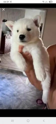 Vendo filhote de Husky siberiano fêmea 