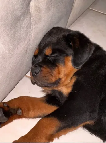 Rottweiler forte, leal e perfeito para proteger sua família com amor e segurança.