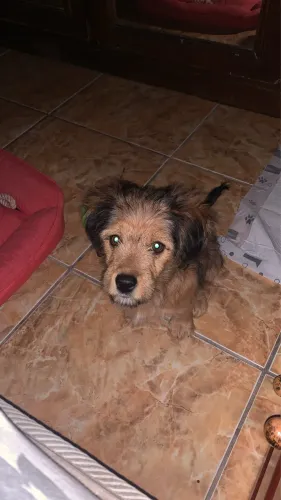 Adoção cachorrinha mel