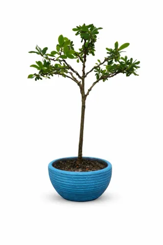 Bonsai de Azaleia Florindo