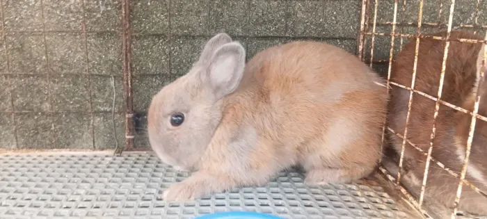 Vende se criaçao de coelhos anão netherland dwarf 