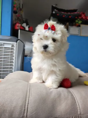 Maltês mini fêmea e macho disponíveis 